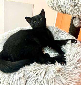 Felix -  Bombay and Domestic Medium Hair Cat for Adoption in Sautee Nacoochee, Georgia - Felix | PetCurious
