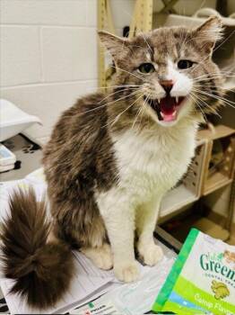 Domestic Medium Hair Cats Available for Adoption in Derwood, Maryland - KONG | PetCurious