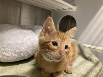 TIMMY -  Domestic Short Hair Cat for Adoption in Tustin, California - TIMMY | PetCurious
