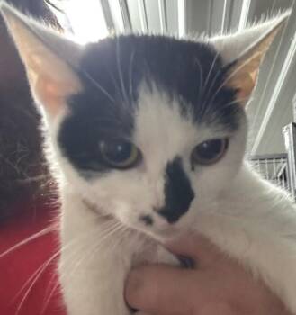 Miley -  Domestic Short Hair Cat for Adoption in Campbellsville, Kentucky - Miley | PetCurious