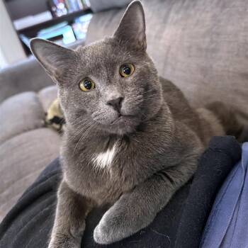 Rescue Domestic Short Hair Cats for Adoption in Fairfax, Virginia - Newton | PetCurious