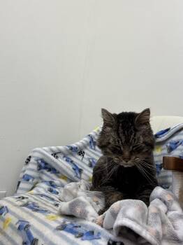 Domestic Medium Hair Cats Available for Adoption - Briar | PetCurious