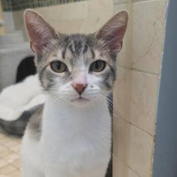 Domestic Short Hair Cats Available for Adoption in Chicago, Illinois - Apple | PetCurious