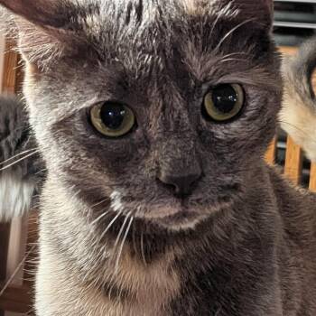 Amy Santiago -  Tortoiseshell Cat Available for Adoption in Lenexa, Kansas - Amy Santiago | PetCurious