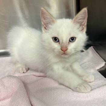 TANGO -  Domestic Short Hair Cat for Adoption in Rancho Cucamonga, California - TANGO | PetCurious
