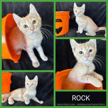 Rock -  Domestic Short Hair Cat for Adoption in Corpus Christi, Texas - Rock | PetCurious