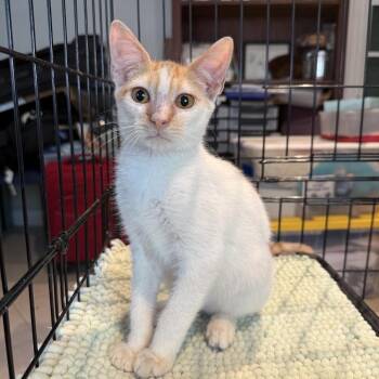 Domestic Short Hair Cats Available for Adoption - Fluffernutter | PetCurious