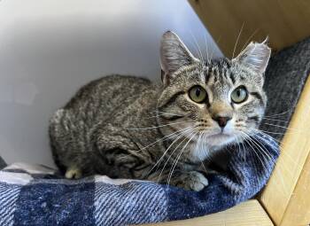 Mr.Branche -  Domestic Short Hair Cat Available for Adoption in Delson, Quebec - Mr.Branche | PetCurious