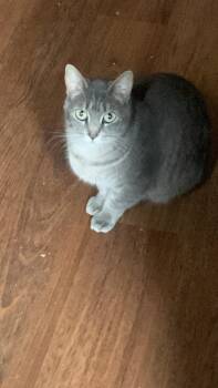 Rescue Domestic Short Hair Cats for Adoption in Little River, South Carolina - Holly | PetCurious