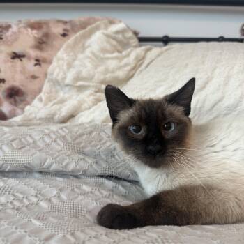 Siamese and Domestic Short Hair Cats Available for Adoption in Houston, Texas - Lotus | PetCurious
