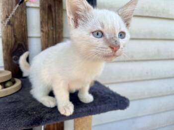 Siamese Cats Available for Adoption in Stuart, Virginia - Churchill | PetCurious