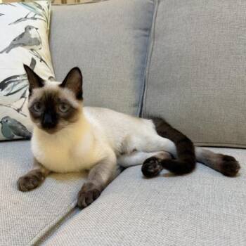 Poppy Pie -  Siamese Cat for Adoption in Bentonville, Arkansas - Poppy Pie | PetCurious