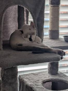 Bart Springfield -  Domestic Short Hair Cat for Adoption in Chandler, Arizona - Bart Springfield | PetCurious