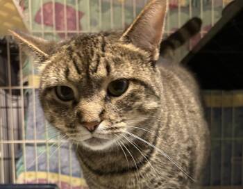 Rescue Domestic Short Hair Cats for Adoption in Hamburg, New York - Isabella | PetCurious