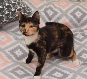 Rory -  Calico and Domestic Short Hair Cat for Adoption in Hockessin, Delaware - Rory | PetCurious