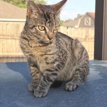 Domestic Short Hair Cats Available for Adoption in Williston, Florida - Kyro | PetCurious