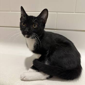 Gatsby -  Tuxedo Cat for Adoption in San Diego, California - Gatsby | PetCurious