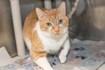 Domestic Short Hair Cats Available for Adoption in Charlotte, North Carolina - TANGELO | PetCurious