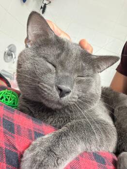 Mr. Whiskers -  Domestic Short Hair Cat for Adoption in Orlando, Florida - Mr. Whiskers | PetCurious