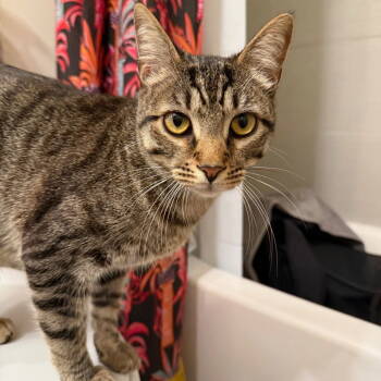 Rescue Domestic Short Hair Cats for Adoption in Dallas, Texas - Monster | PetCurious