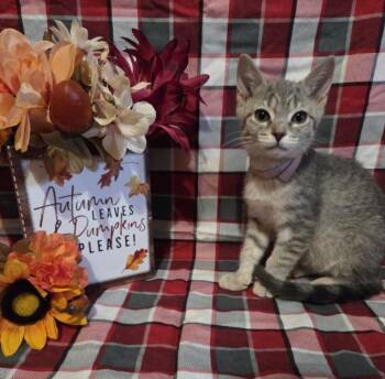 Rescue Domestic Short Hair Cats for Adoption in Hagerstown, Maryland - ONIGIRI | PetCurious