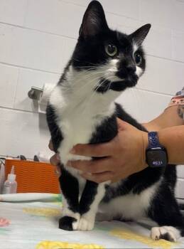 Rescue Domestic Short Hair Cats for Adoption in Sanford, Florida - Cagney | PetCurious