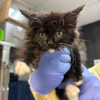 Knight -  Domestic Long Hair Cat for Adoption in Salt Lake City, Utah - Knight | PetCurious