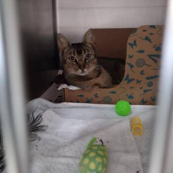 Dorothy -  Domestic Short Hair Cat for Adoption in Goleta, California - Dorothy | PetCurious