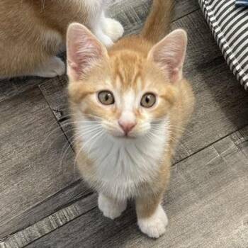 Gabe -  Domestic Short Hair Cat for Adoption in Los Angeles, California - Gabe | PetCurious
