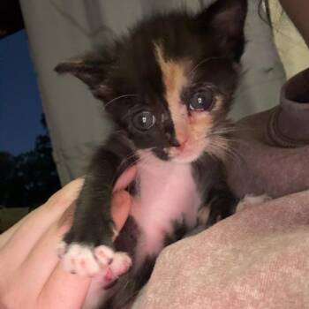 Rue 041303A -  Domestic Short Hair Cat for Adoption in Amory, Mississippi - Rue 041303A | PetCurious
