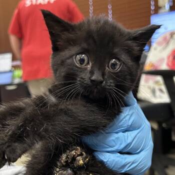 Domestic Short Hair Cats Available for Adoption in Birmingham, Alabama - Vivian | PetCurious