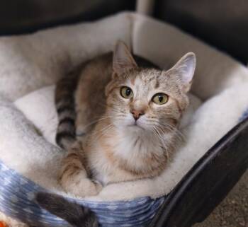 Domestic Short Hair Cats Available for Adoption - Darcy | PetCurious