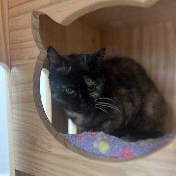 Lily -  Domestic Short Hair Cat for Adoption in Huntsville, Alabama - Lily | PetCurious
