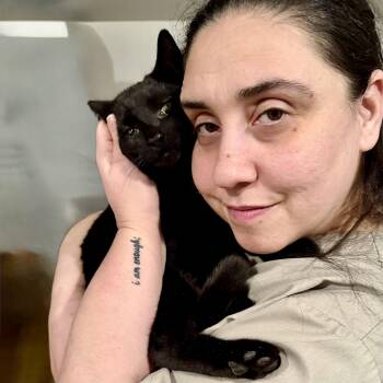 Domestic Short Hair Cats Available for Adoption - LeBron | PetCurious