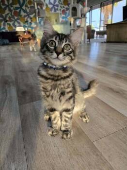 Warlock -  Domestic Medium Hair Cat for Adoption in Tucson, Arizona - Warlock | PetCurious