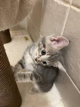 Linnea -  Domestic Short Hair Cat for Adoption in Walled Lake, Michigan - Linnea | PetCurious