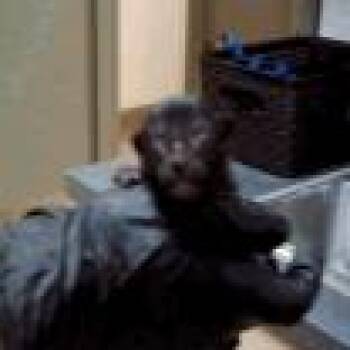 Toby -  Domestic Short Hair Cat for Adoption in Pleasant Hill, California - Toby | PetCurious