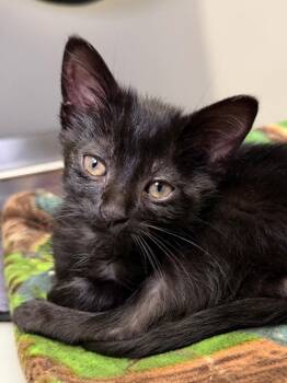 Sabrina -  Domestic Short Hair Cat for Adoption in Menomonie, Wisconsin - Sabrina | PetCurious