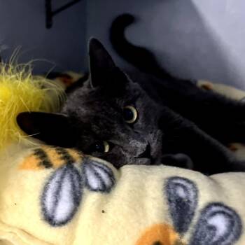 Domestic Short Hair Cats Available for Adoption - Potato | PetCurious