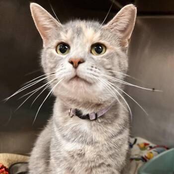 Rescue Tabby Cats for Adoption in Martinsburg, West Virginia - Sarafina | PetCurious