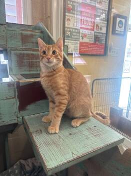 Loki -  Domestic Short Hair Cat for Adoption in Laguna Beach, California - Loki | PetCurious