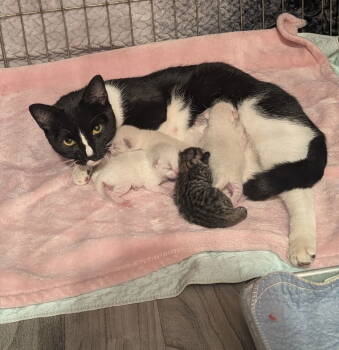 Rescue Domestic Short Hair Cats for Adoption in Brooklyn Center, Minnesota - Mittens | PetCurious