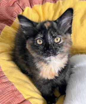Bindi -  Domestic Medium Hair Cat for Adoption in Millcreek, Utah - Bindi | PetCurious