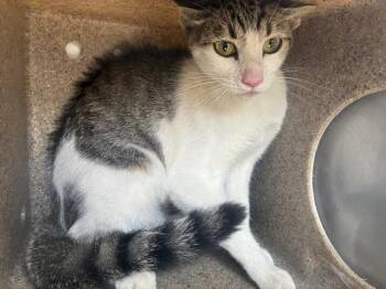 EFFEN 7 -  Domestic Short Hair Cat for Adoption in Rancho Cucamonga, California - EFFEN 7 | PetCurious