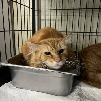Domestic Long Hair Cats Available for Adoption in Columbus, North Carolina - Brody | PetCurious