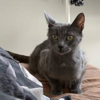 Raina -  Domestic Short Hair Cat for Adoption in Weehawken Township, New Jersey - Raina | PetCurious