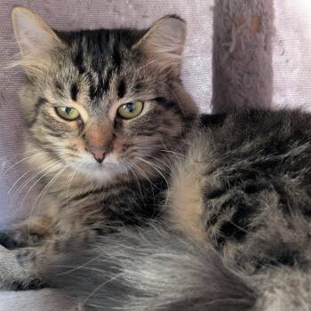 Rescue Domestic Long Hair Cats for Adoption - Star | PetCurious