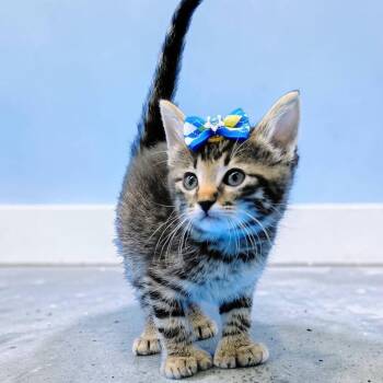 Digit -  Domestic Medium Hair Cat for Adoption in Springfield, Missouri - Digit | PetCurious