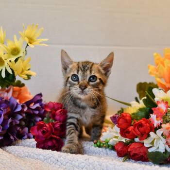 Rescue Domestic Short Hair Cats for Adoption in Hermitage, Pennsylvania - Locke | PetCurious