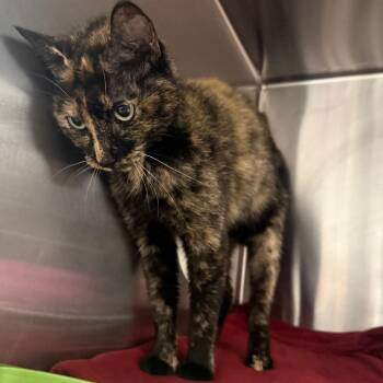 Amani -  Domestic Short Hair Cat for Adoption in Spokane, Washington - Amani | PetCurious